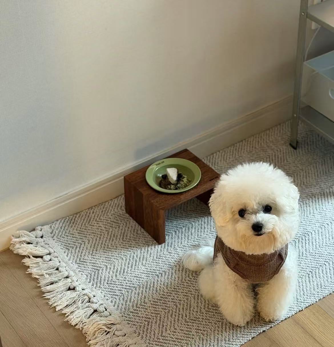 Bridge Dog Bridge Matcha Limited Edition