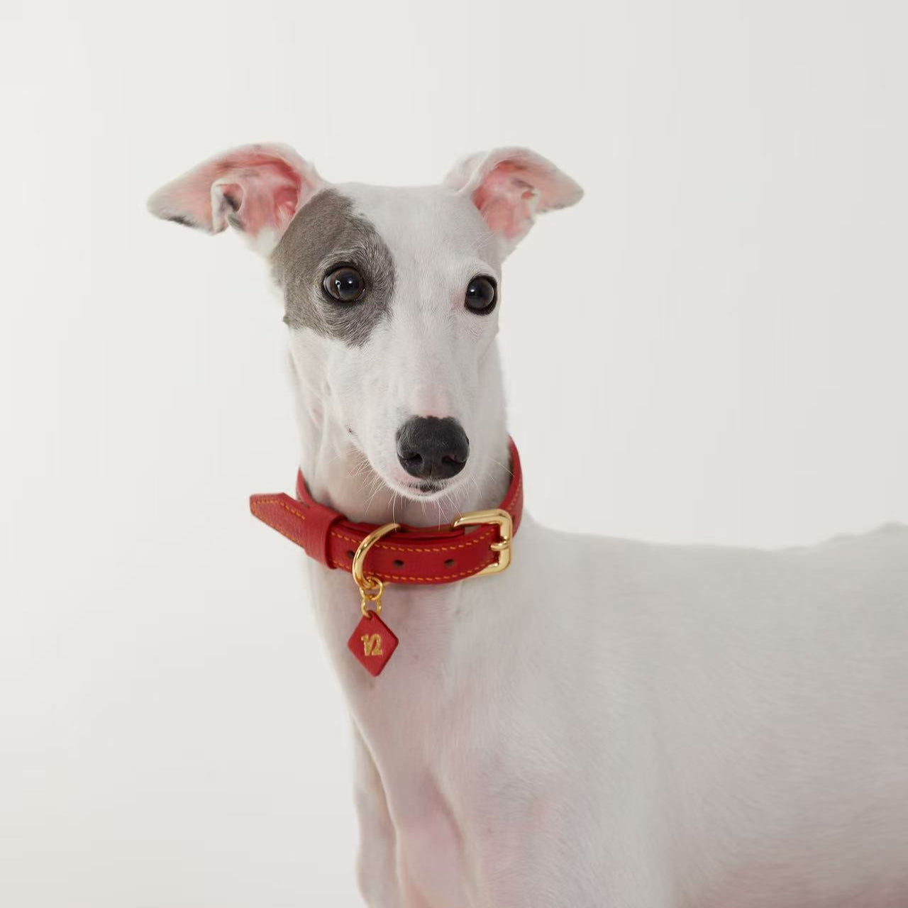 French Lambskin Leather Collar Set Scarlet Cream