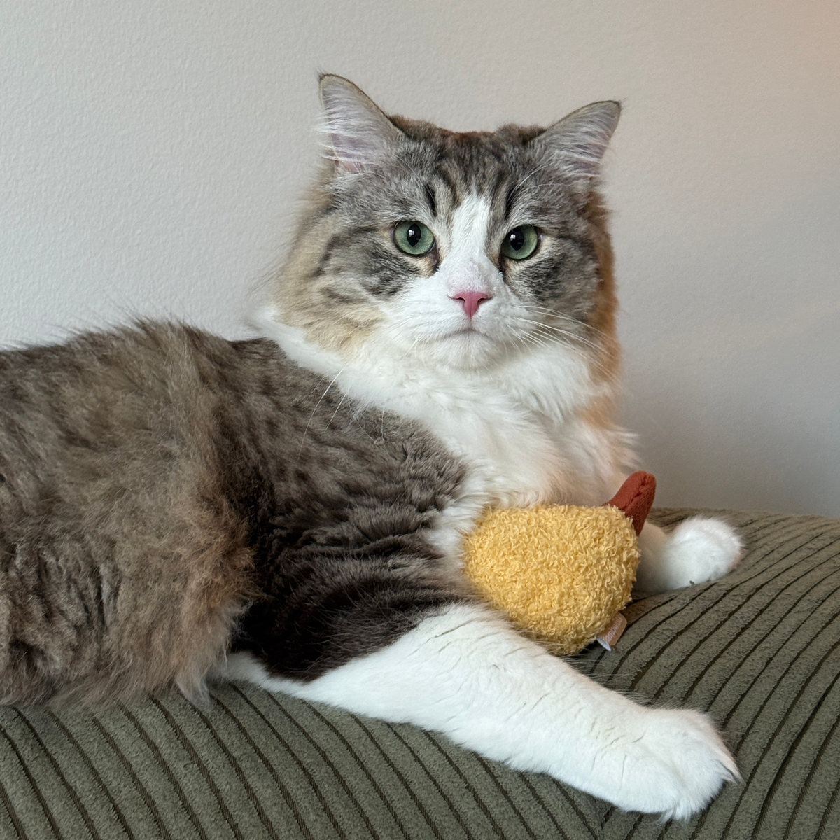Kitty Tempura