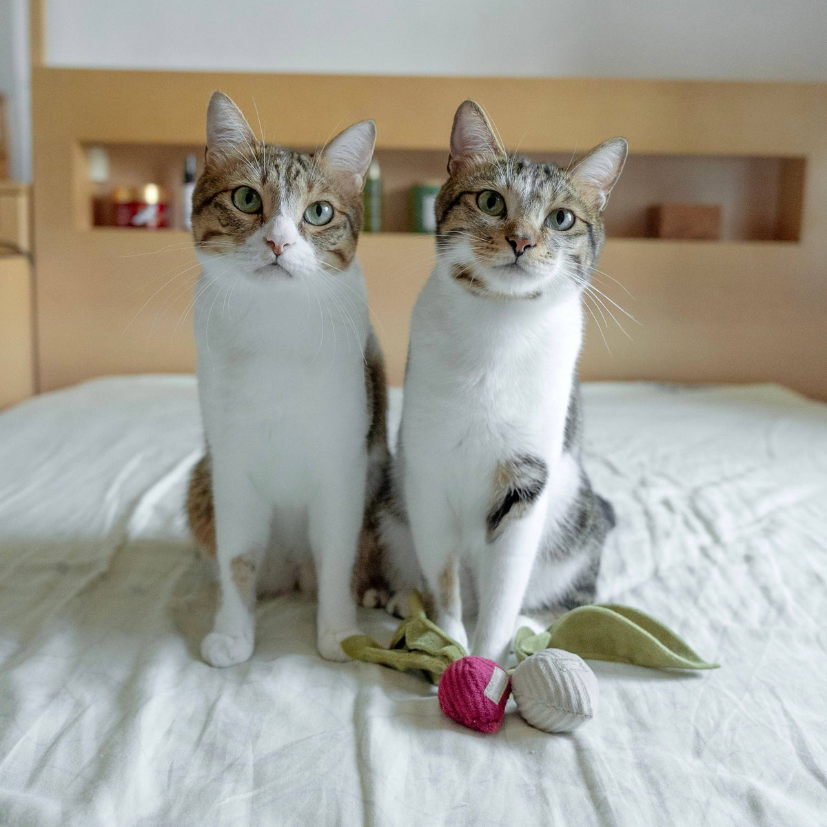 Kitty Radish | Cat Toy | Catnip