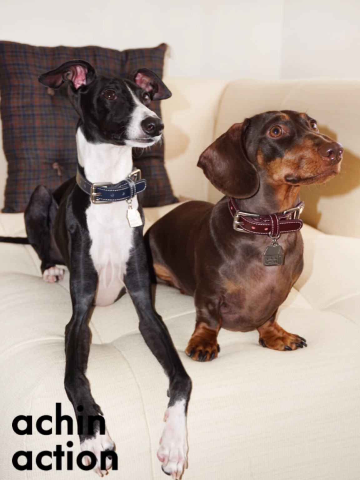 House Pendant Cowhide Collar