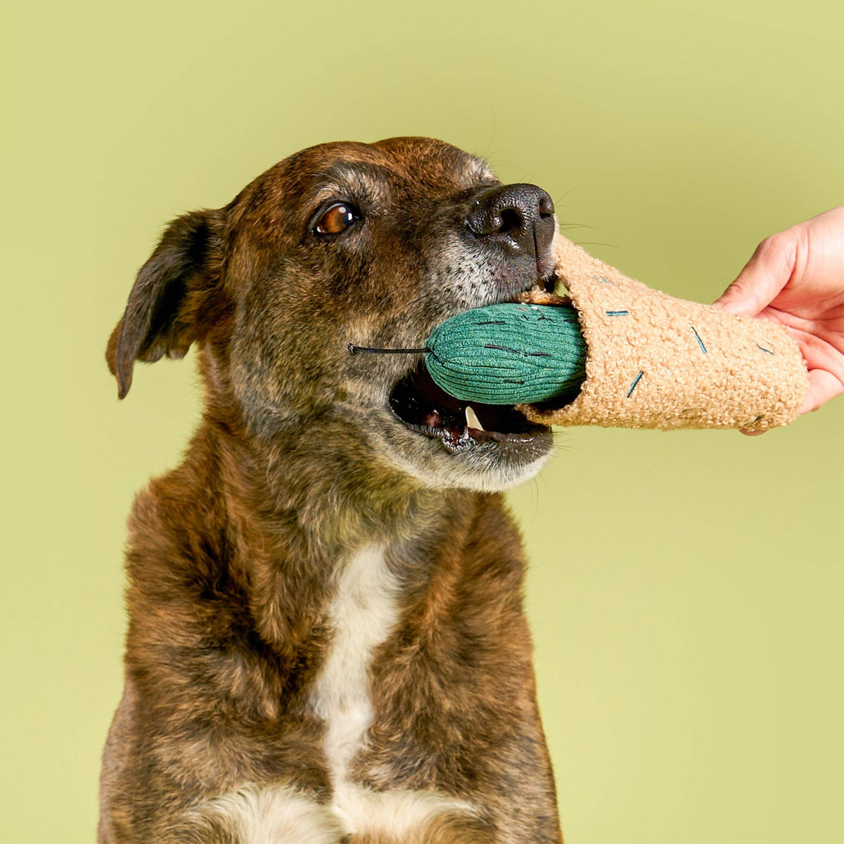 Fried Pickle Nosework Toy