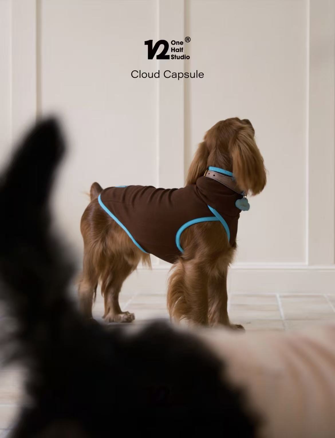 The Cloud Capsule Leather Pet Collar