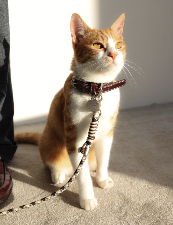 Diamond Lattice Braided Leash with Beads