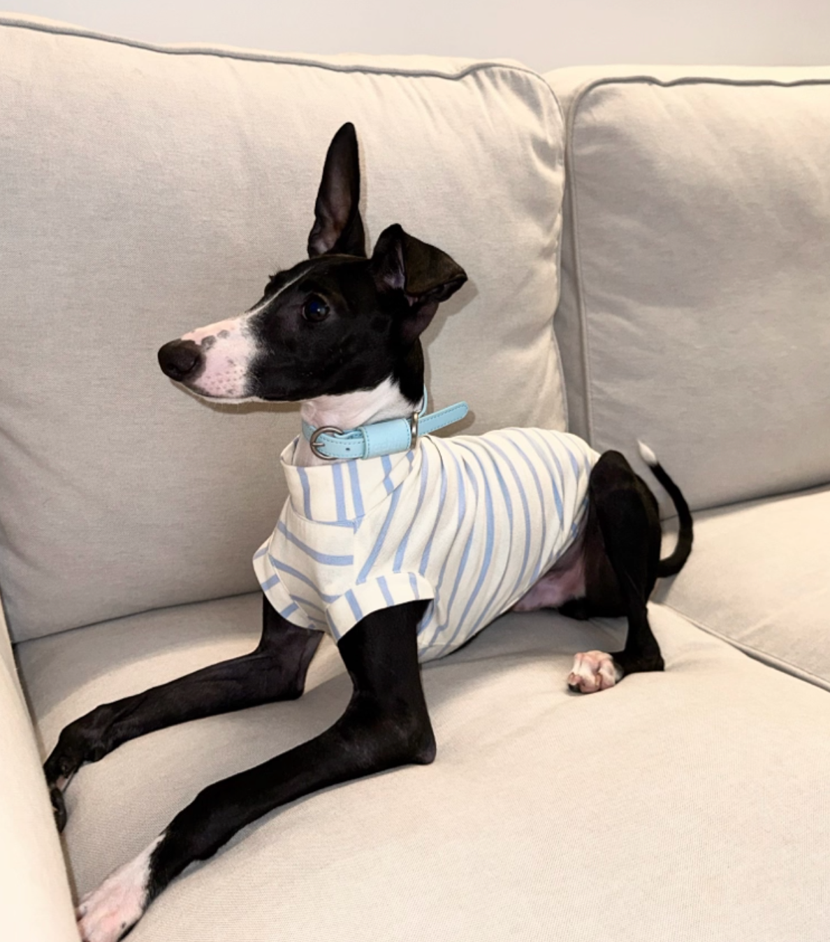 Blue n White Stripes Cotton Top