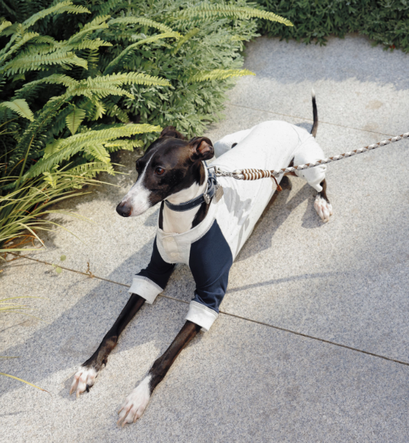 LG Series UPF50+ Anti-Bacterial Cooling Four-Legged Suit