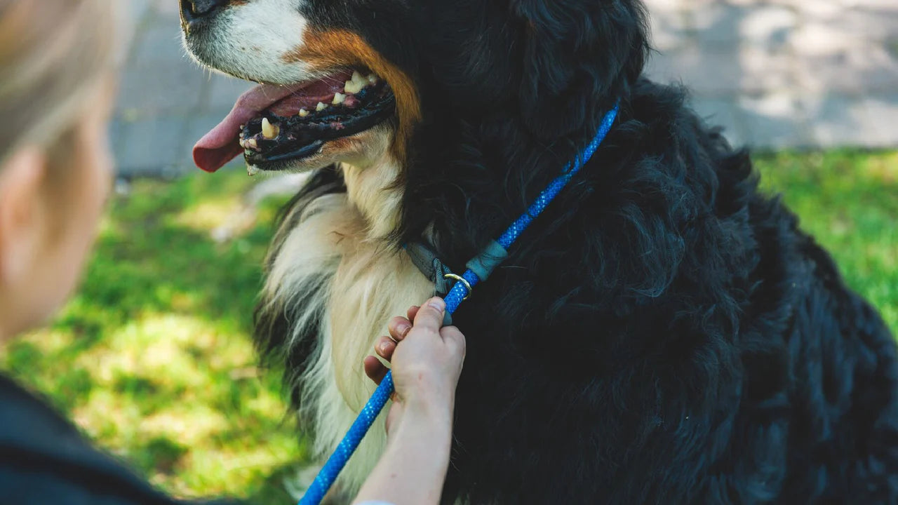 Just-a-Cinch™ Dog Lead