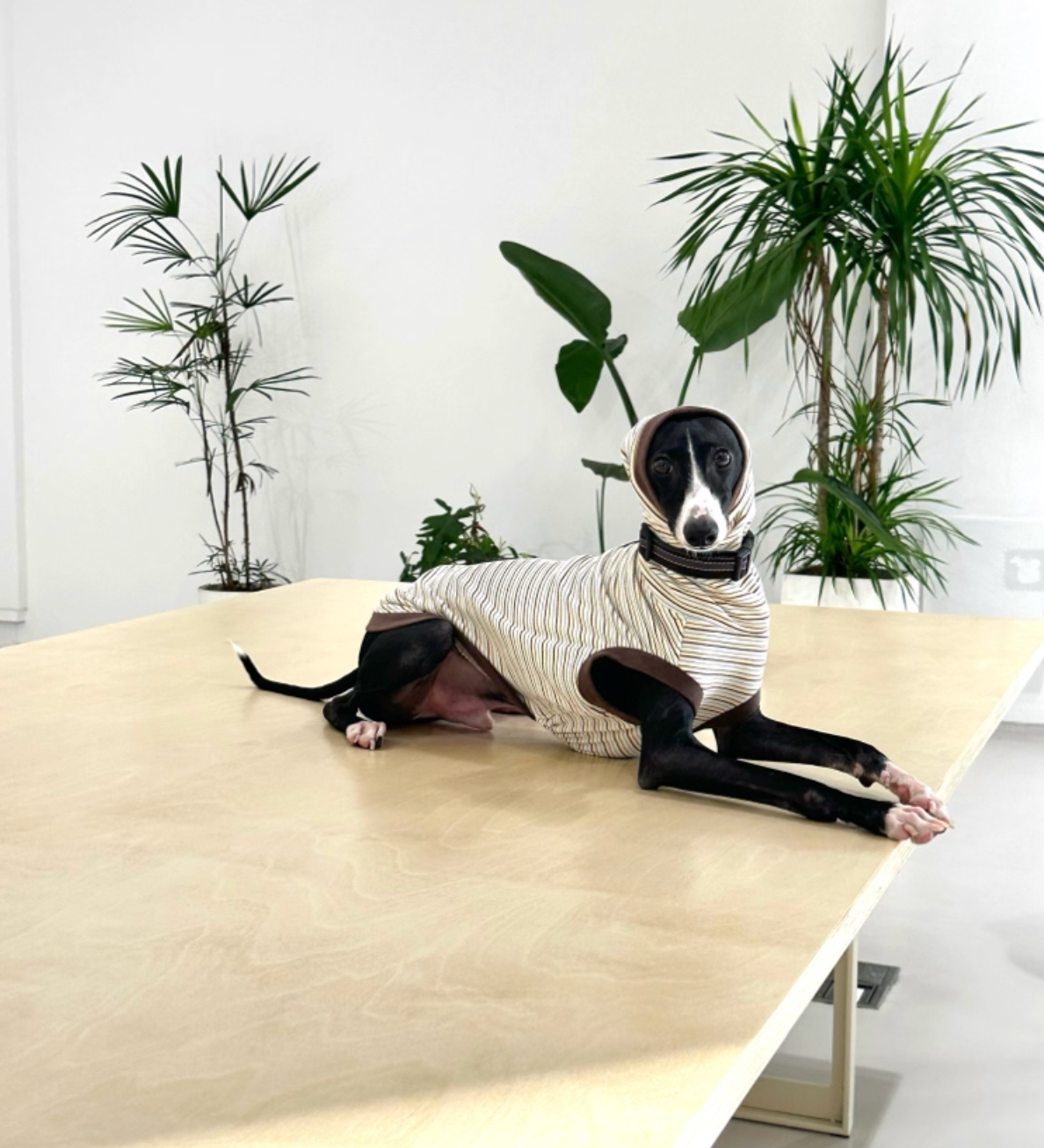 Choco Crepe Velvet Thermal Top with Hood