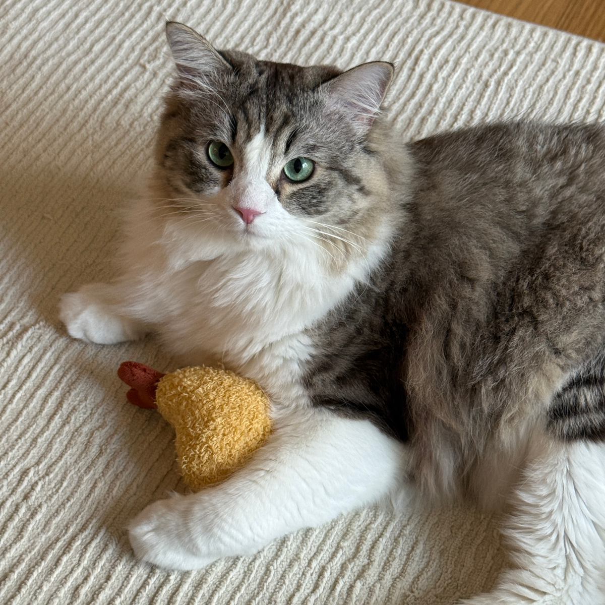 Kitty Tempura