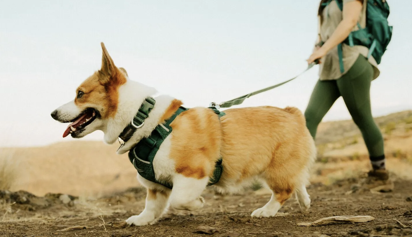 Ruffwear Front Range Flex Collar