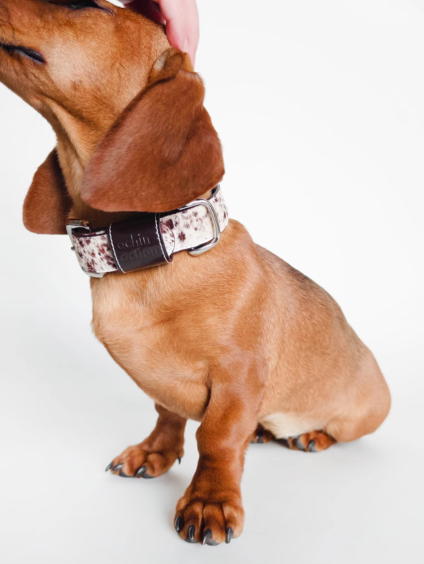 Achin Action DG Leather Collar