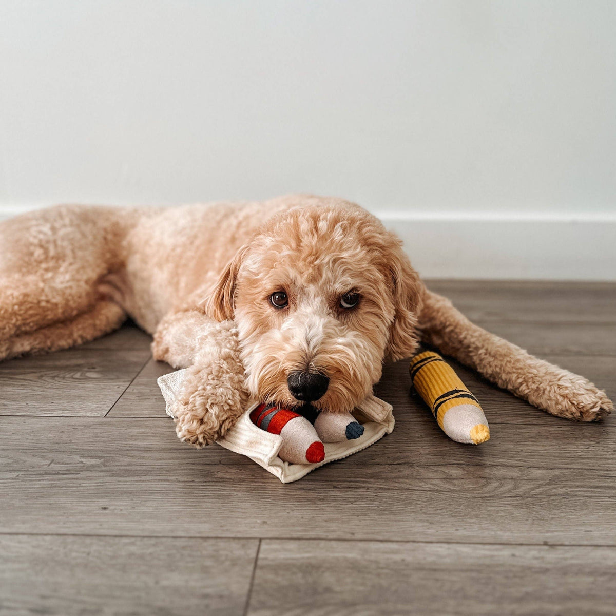 Crayons // Enrichment Toy | Squeaky + Snuffle Set