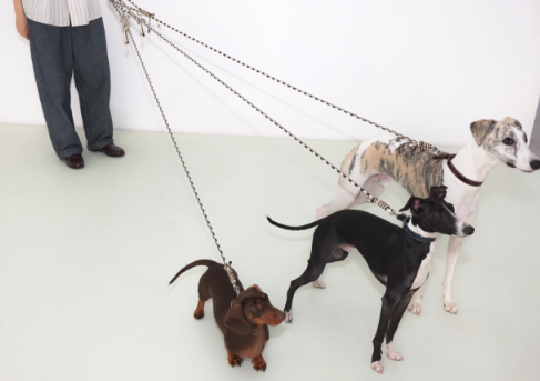 Diamond Lattice Braided Leash with Beads