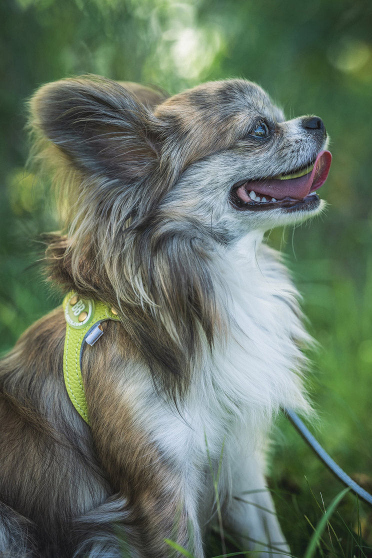 Limited Collection Harness-Pistachio with Crystals
