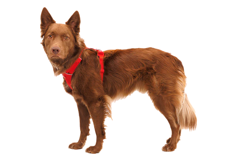 Ruffwear Front Range Harness Red Canyon