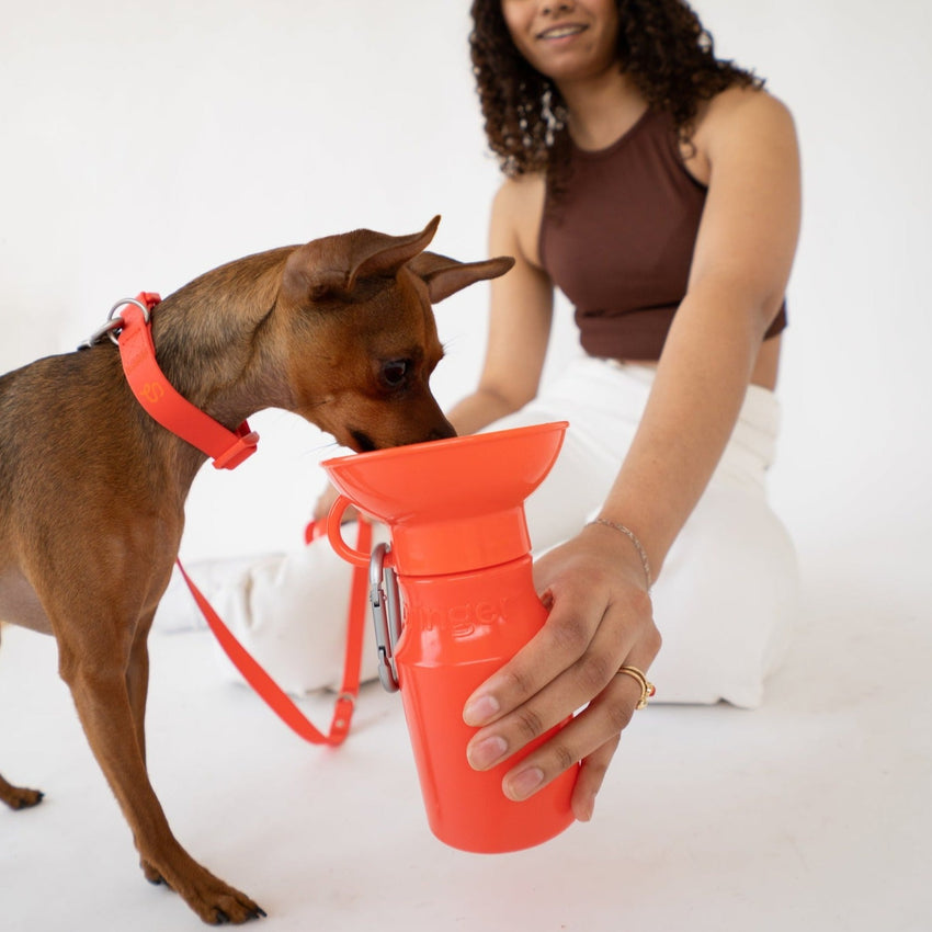 Springer Pets Mini Travel Bottle 443ml