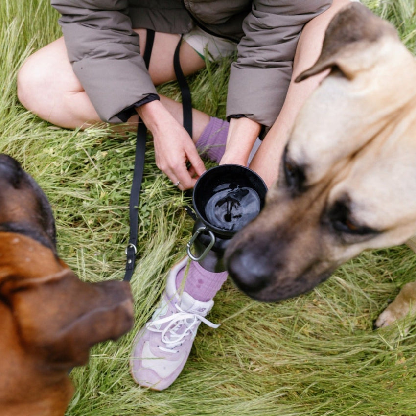 Springer Pets Flip Travel Bottle 590ml