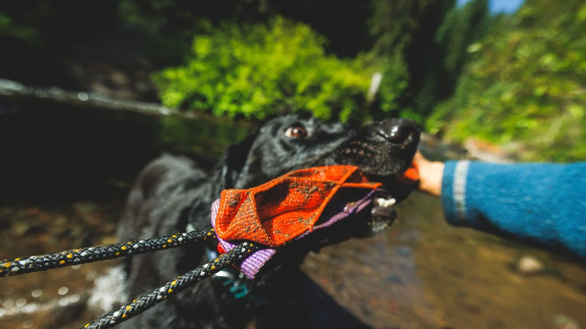 Ruffwear Webbing Remix Cactus Tug Toy