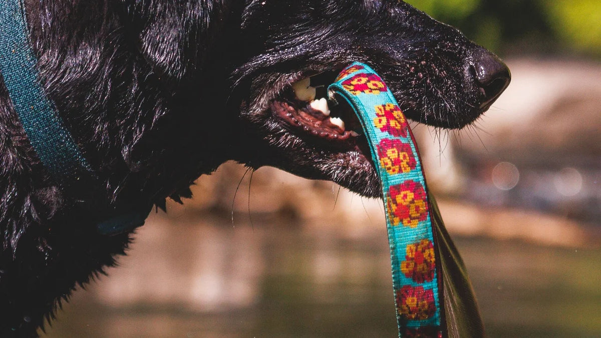 Ruffwear Remix Soft Flying Disc-Suprise