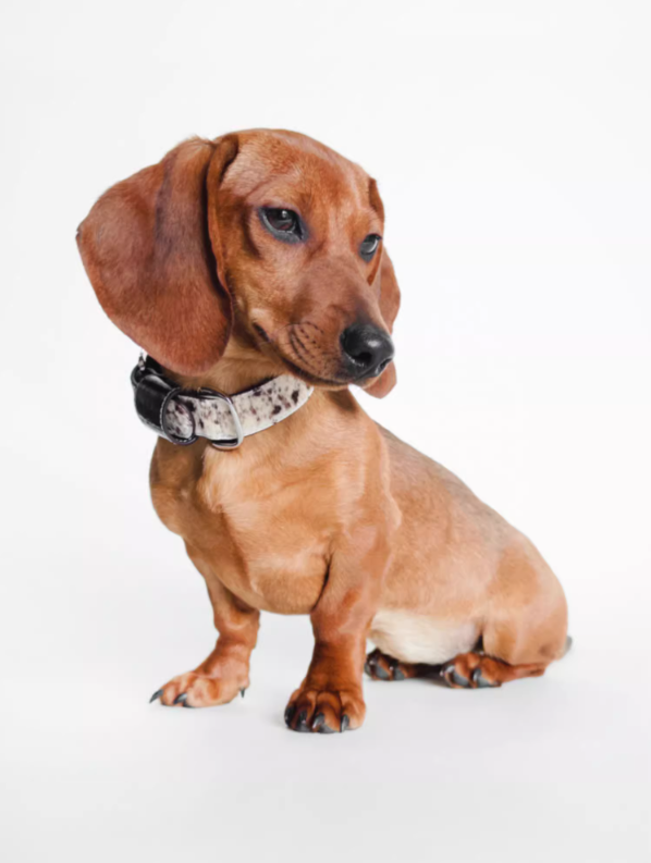 Achin Action DG Leather Collar