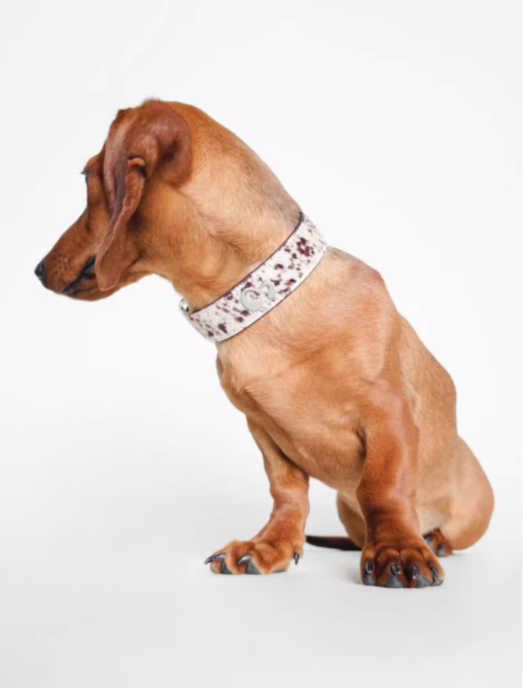 Achin Action DG Leather Collar