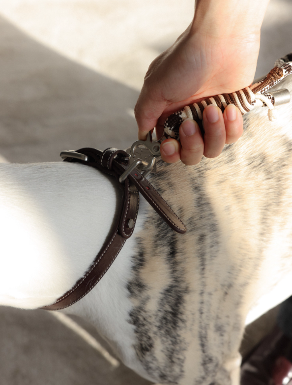 Diamond Lattice Braided Leash with Beads