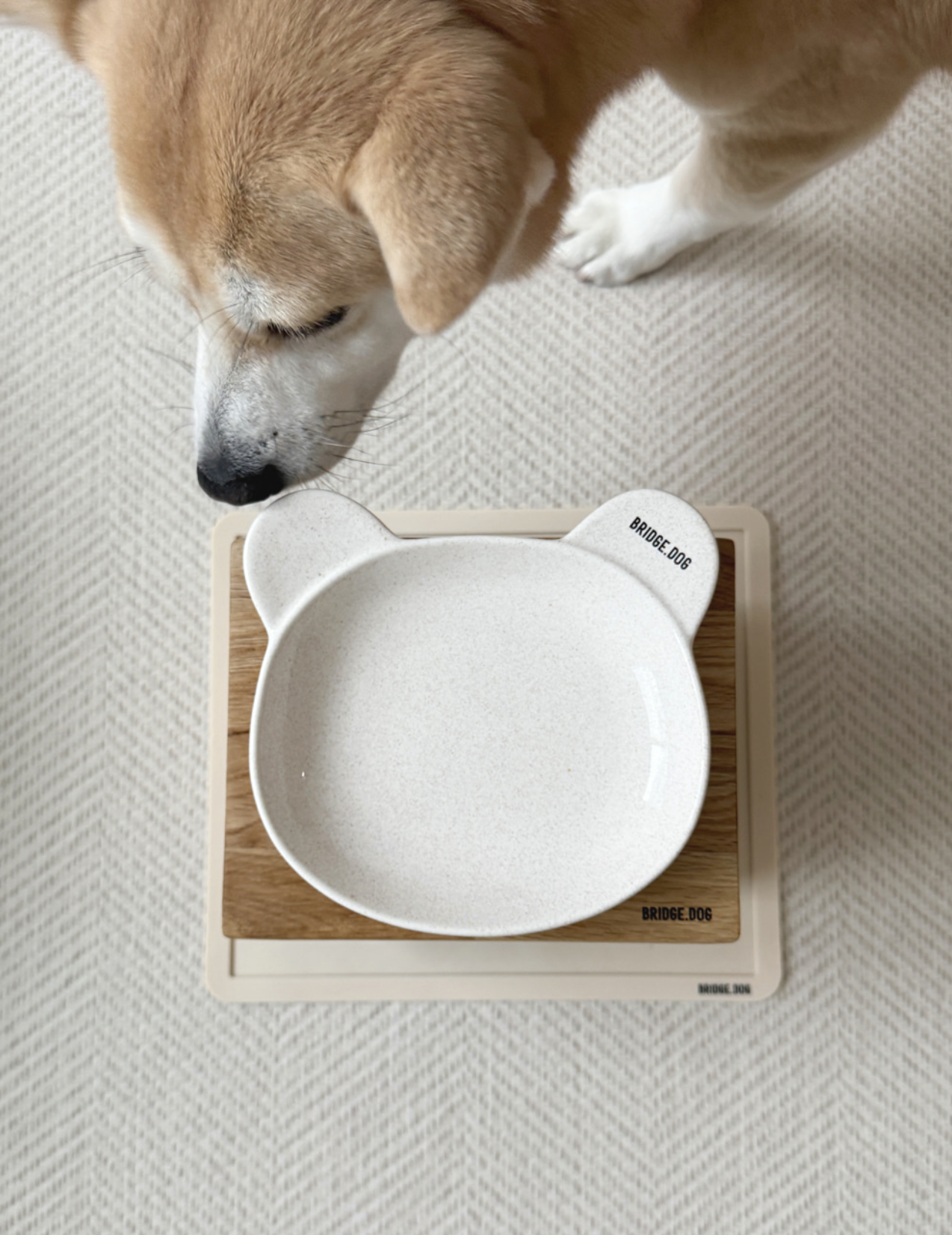 Bridge Dog Cozy Bear Dish