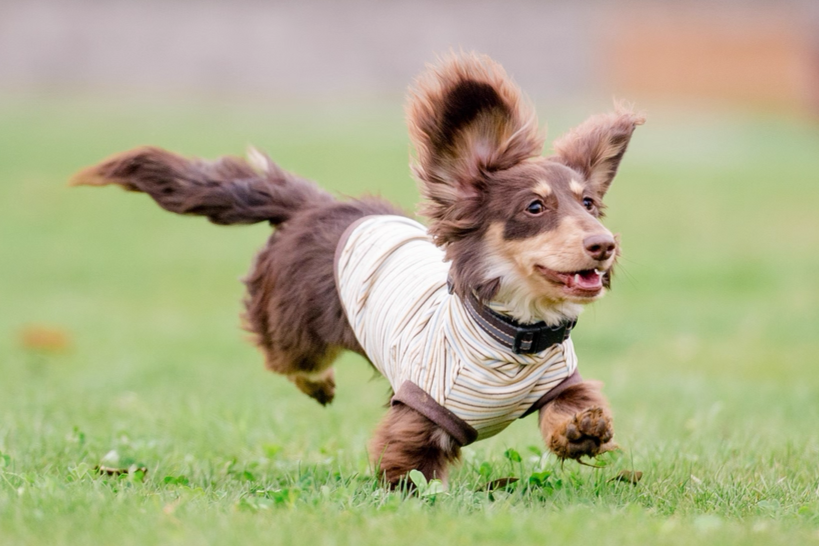 Choco Crepe Velvet Thermal Top with Hood