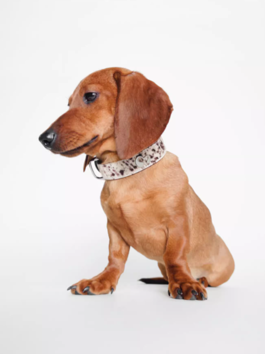 Achin Action DG Leather Collar