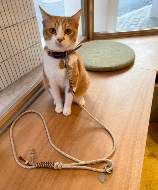 Almond Milk Braided Leash with Beads