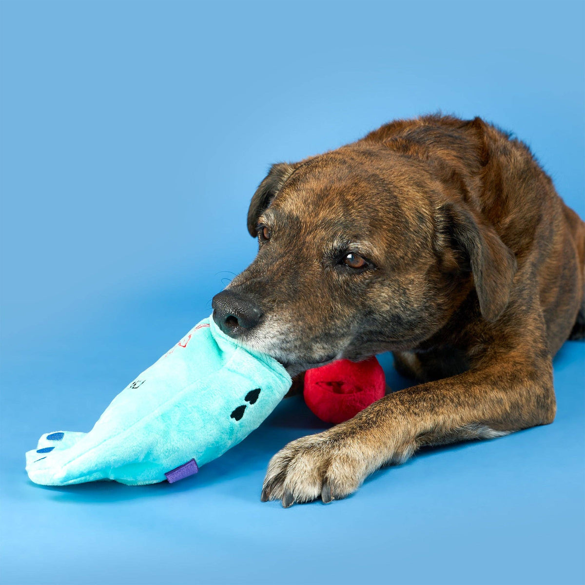 Lost Hand Nosework Toy