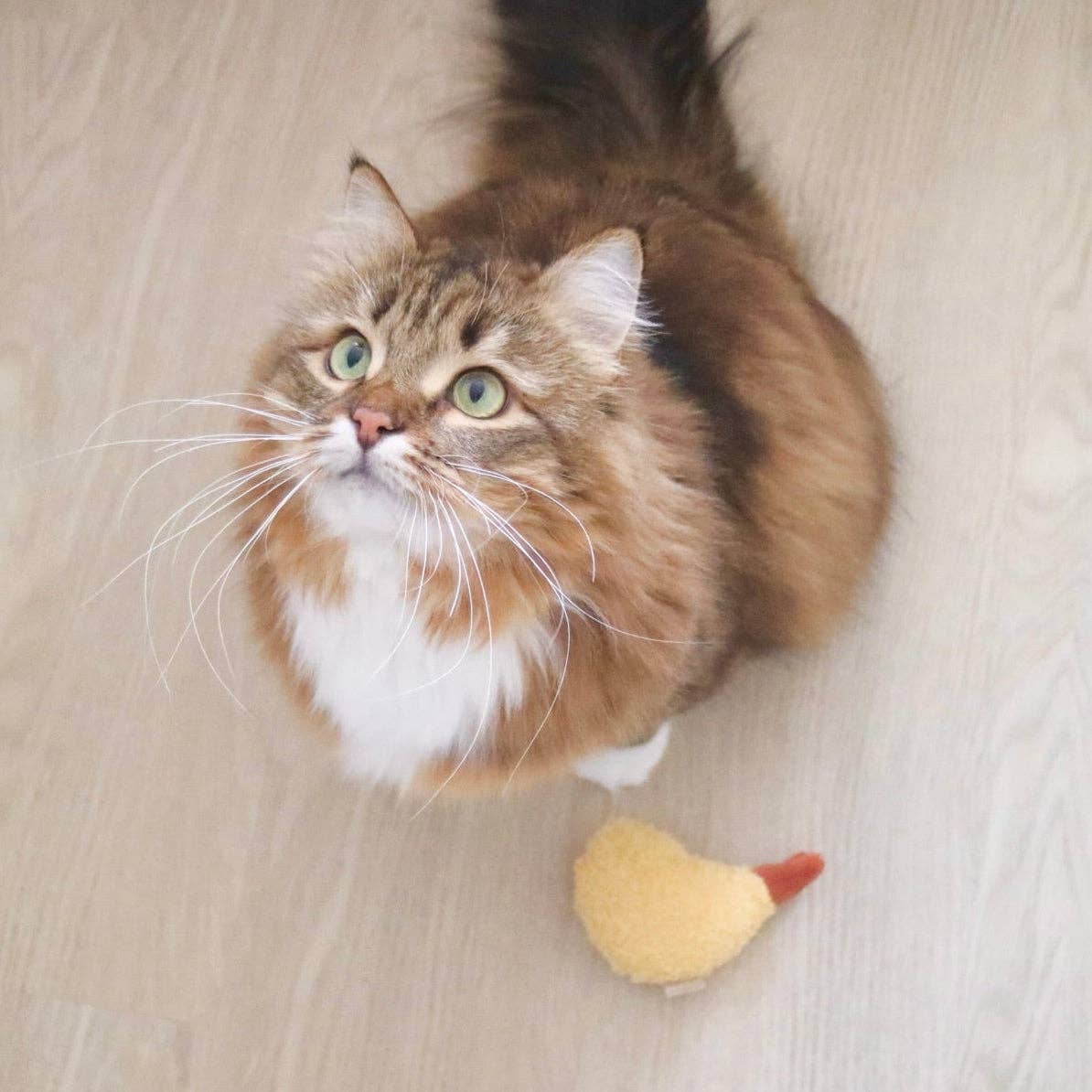 Kitty Tempura