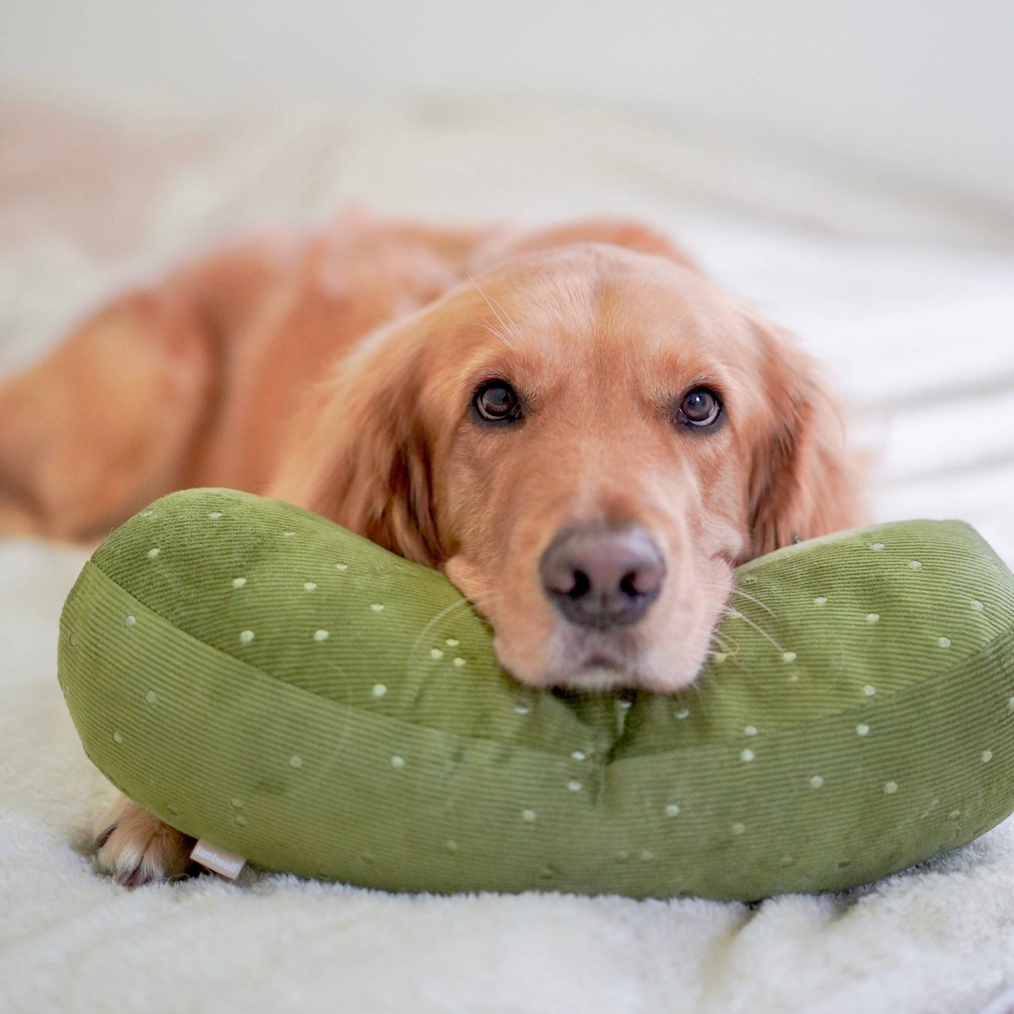 GIANT PICKLE | Enrichment&Cuddle Toy