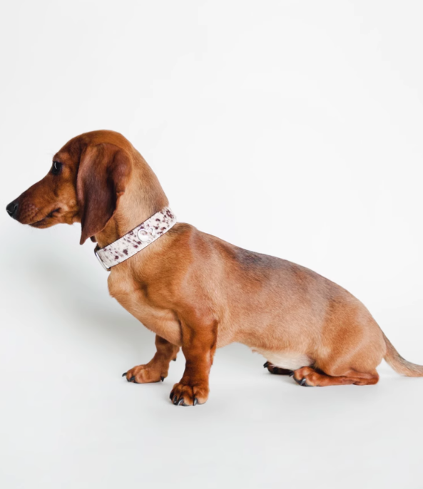 Achin Action DG Leather Collar