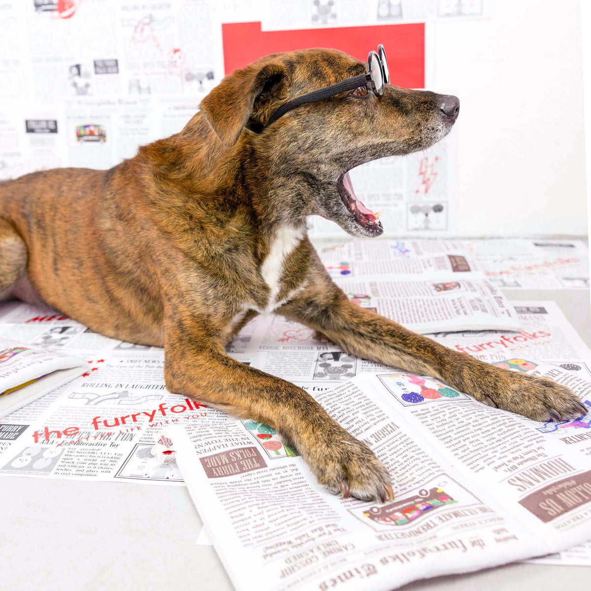 Newspaper Issue No. 2 Nosework Toy