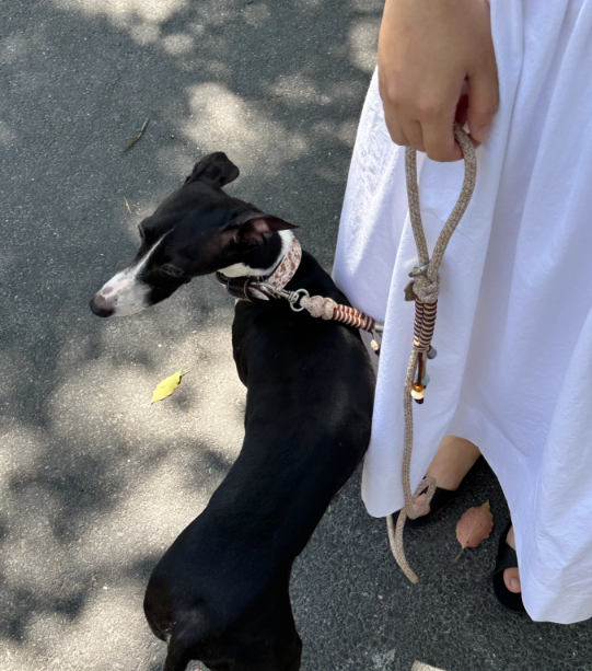 Almond Milk Braided Leash with Beads