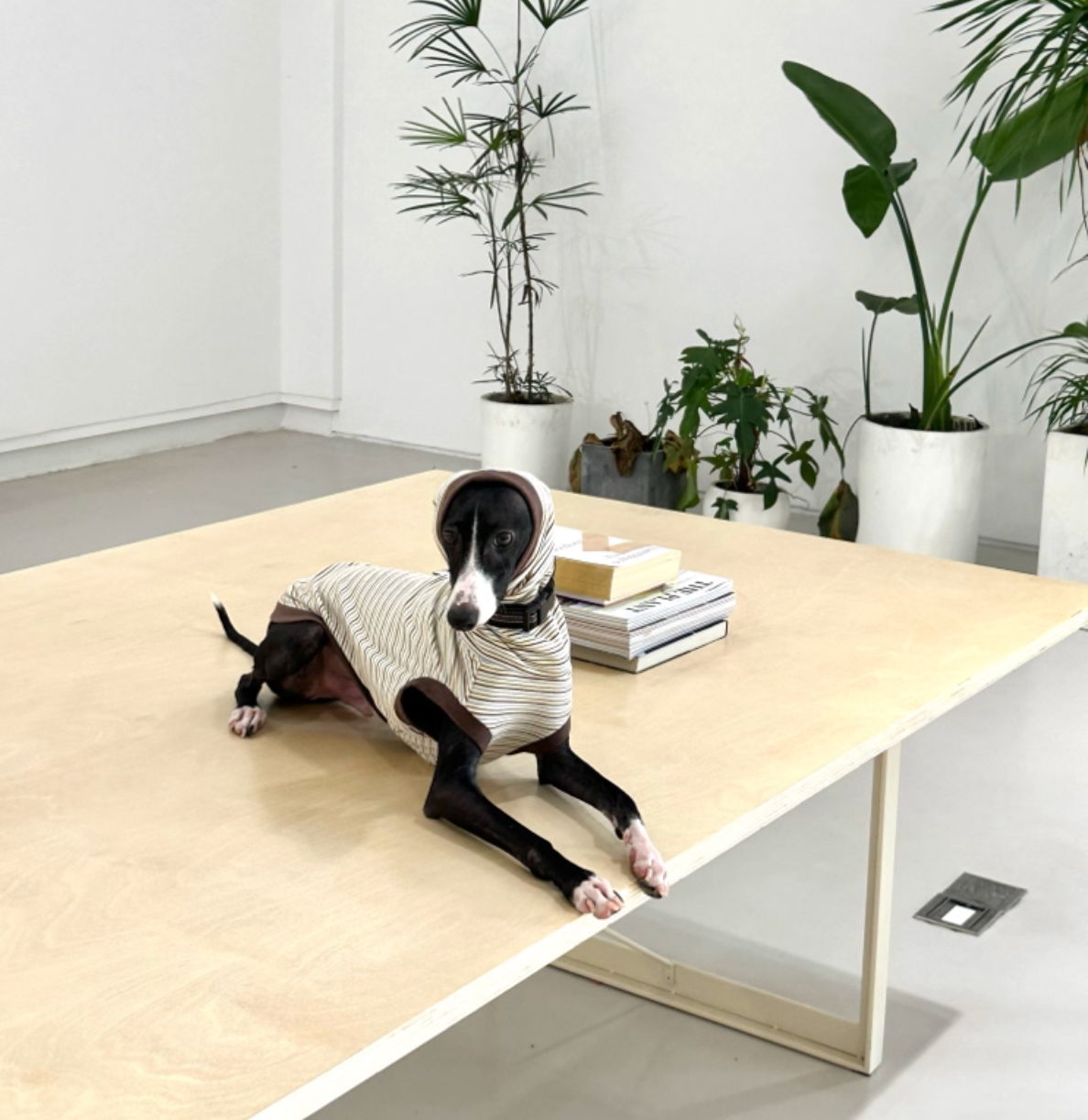 Choco Crepe Velvet Thermal Top with Hood