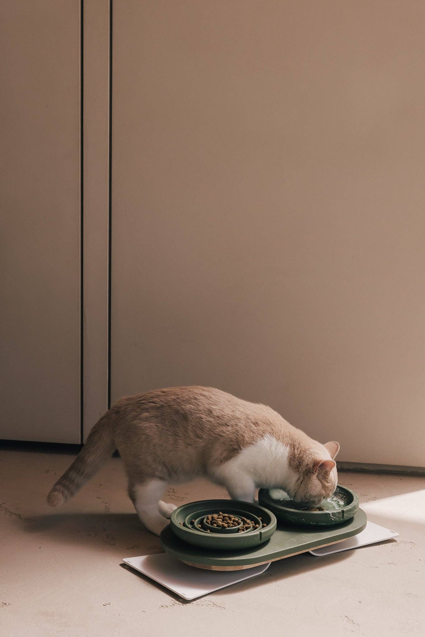 Whisker Friendly Bowl